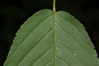 Rubus canadensis, Smooth blackberry, leaf base upper