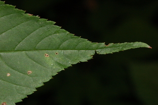 Rubus canadensis, Smooth blackberry, leaf tip upper