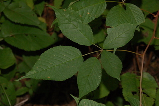 Rubus canadensis, Smooth blackberry, leaf upper