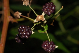 Rubus canadensis, fruit