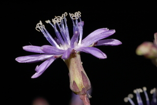 Lactuca floridana, flower