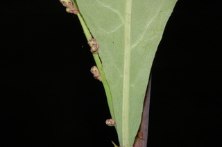 Lactuca floridana, leaf base under