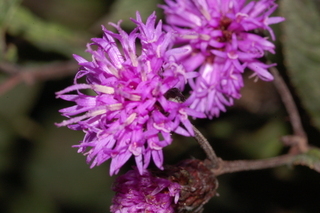 Vernonia noveboracensis, New York ironweed, flower