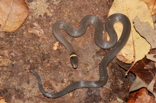 Diadophis punctatus, Ringneck snake