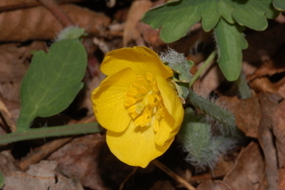 Stylophorum diphyllum, Celandine Poppy