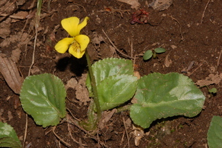 Viola rotundifolia