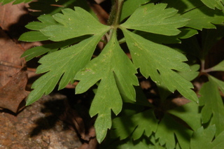 Anemone quinquefolia