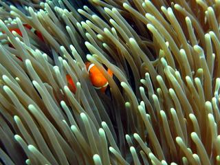 Amphiprion percula, Orange Clownfish