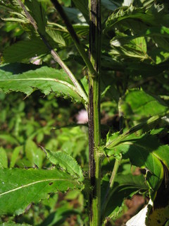 Cirsium altissimum, Tall thistle