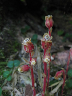 Monotropa uniflora, Indian Pipe