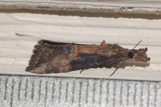 Hypena scabra, Green Cloverworm Moth