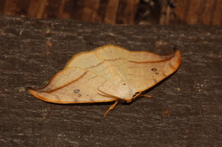 Drepana arcuata, Arched Hooktip Moth