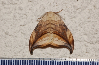Drepana arcuata, Arched Hooktip Moth