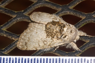 Colocasia flavicornis, Yellowhorn