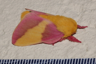 Dryocampa rubicunda, Rosy Maple Moth