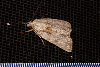 Acronicta clarescens, Clear Dagger Moth