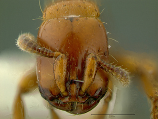 Acanthostichus arizonensis, head