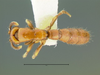 Acanthostichus arizonensis, top