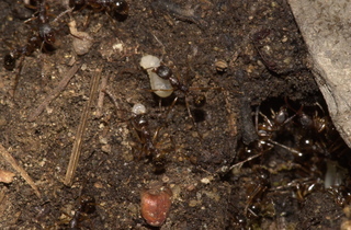 Aphaenogaster rudis, field