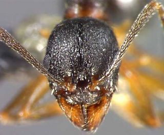 Aphaenogaster rudis, head