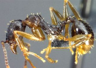Aphaenogaster rudis, side