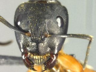 Camponotus chromaiodes, head