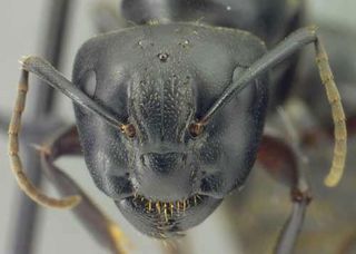 Camponotus pennsylvanicus, head