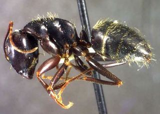 Camponotus pennsylvanicus, side