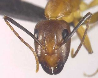 Camponotus tortuganus, head