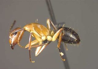 Camponotus tortuganus, side