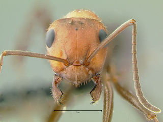 Formica obscuriventris, head