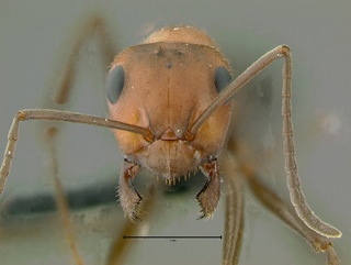 Formica obscuriventris, head