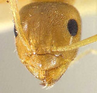 Lasius neoniger, head