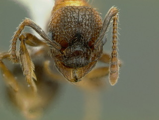 Myrmica monticola, head