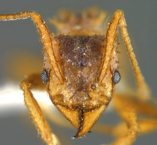 Trachymyrmex arizonensis, head