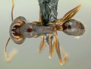Anochetus graeffei, top