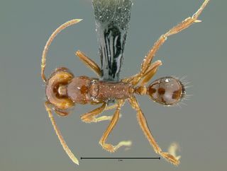 Anochetus isolatus, top
