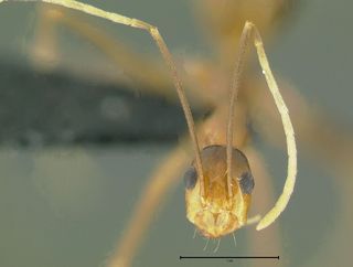 Anoplolepis gracilipes, head