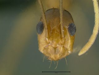 Anoplolepis gracilipes, head