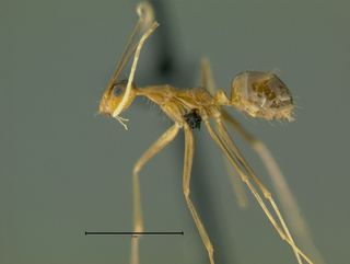 Anoplolepis gracilipes, side