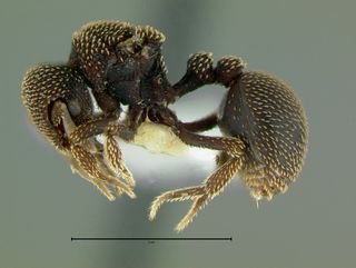 Calyptomyrmex beccarii, queen, side