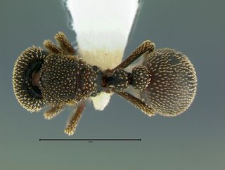Calyptomyrmex beccarii, queen, top