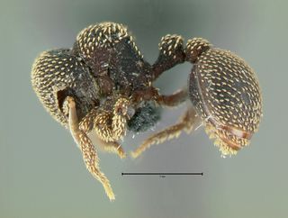 Calyptomyrmex beccarii, side