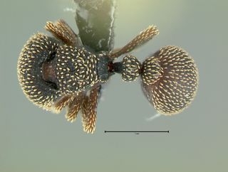 Calyptomyrmex beccarii, top