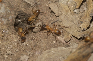 Camponotus americanus, field