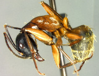 Camponotus chromaiodes, side