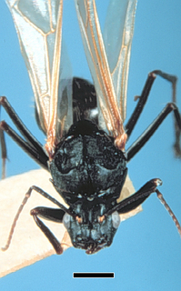 Camponotus herculeanus, male, top