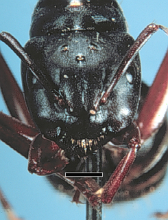 Camponotus herculeanus, queen, head