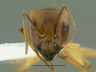 Camponotus irritans pallidus, major, head