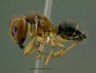Camponotus irritans pallidus, major, side